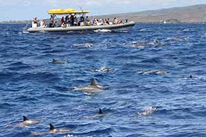 Dolphin Boat tour to Lanai